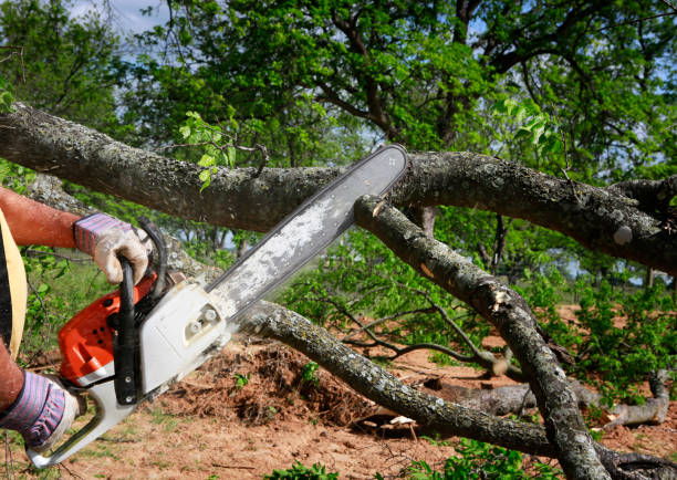 Professional  Tree Services in Stonebridge, NJ